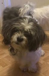 Lost Male Dog last seen Birch & Green strs, Reading, PA 19604