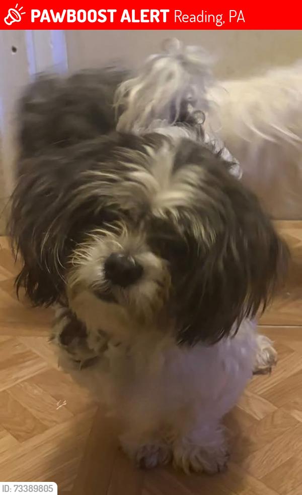 Lost Male Dog last seen Birch & Green strs, Reading, PA 19604