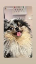 Reunited Female Dog last seen Woodbine and Knickerbocker, Brooklyn, NY 11237