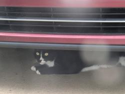 Found/Stray Unknown Cat last seen Candor Place, Simpsonville, SC 29681