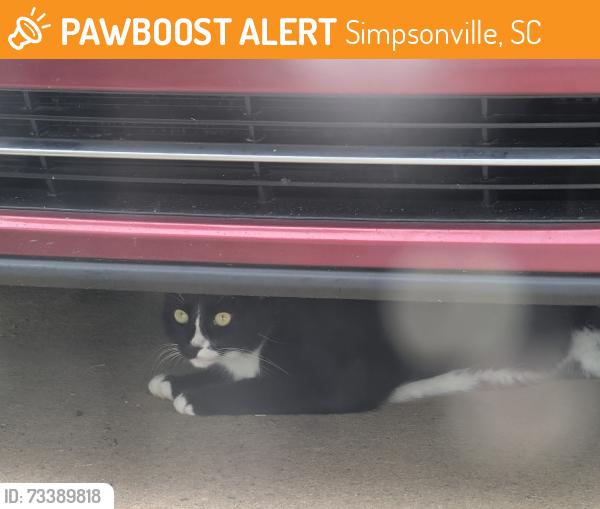 Found/Stray Unknown Cat last seen Candor Place, Simpsonville, SC 29681