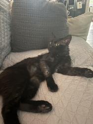 Lost Male Cat last seen Country lane and hwy 158, Mocksville, NC 27028