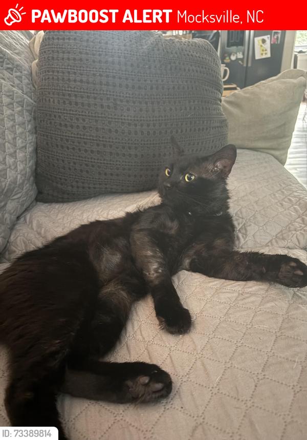 Lost Male Cat last seen Country lane and hwy 158, Mocksville, NC 27028