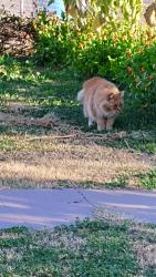 Lost Male Cat last seen 28th Dr and Las palmaritas, Phoenix, AZ 85029