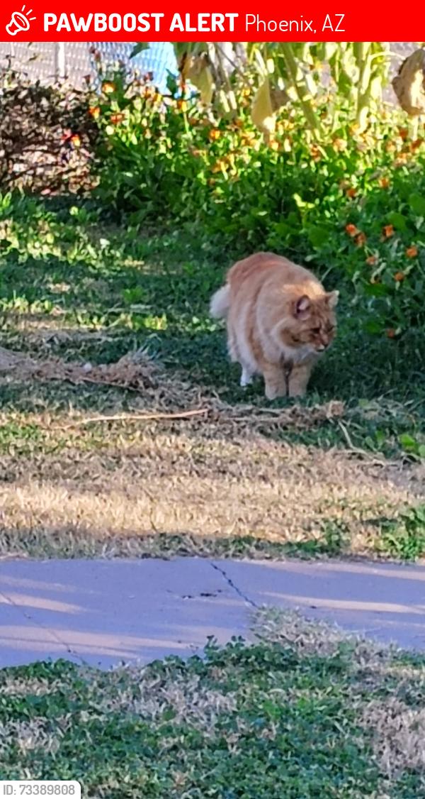 Lost Male Cat last seen 28th Dr and Las palmaritas, Phoenix, AZ 85029