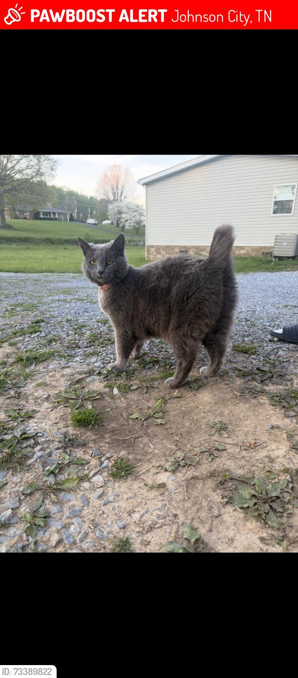 Lost Female Cat last seen Near central elementary, Johnson City, TN 37601