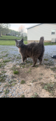 Lost Female Cat last seen Near central elementary, Johnson City, TN 37601