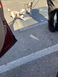 Reunited Male Dog last seen Livengood and Manalang, Las Vegas, NV 89123