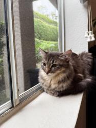 Lost Female Cat last seen Crow valley and Alicia, Laguna Niguel, CA 92677