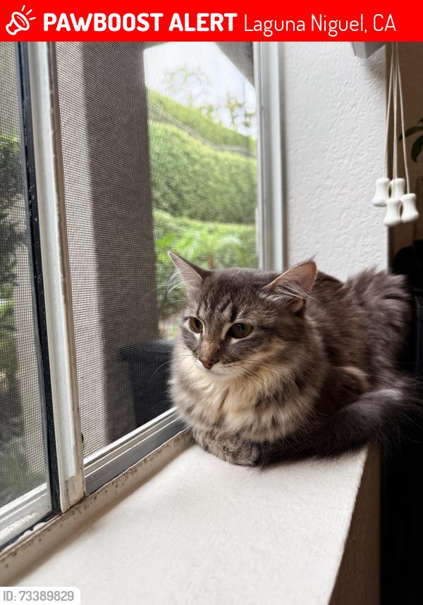 Lost Female Cat last seen Crow valley and Alicia, Laguna Niguel, CA 92677