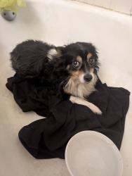 Reunited Male Dog last seen Churchill square, Turtle Creek, PA 15145