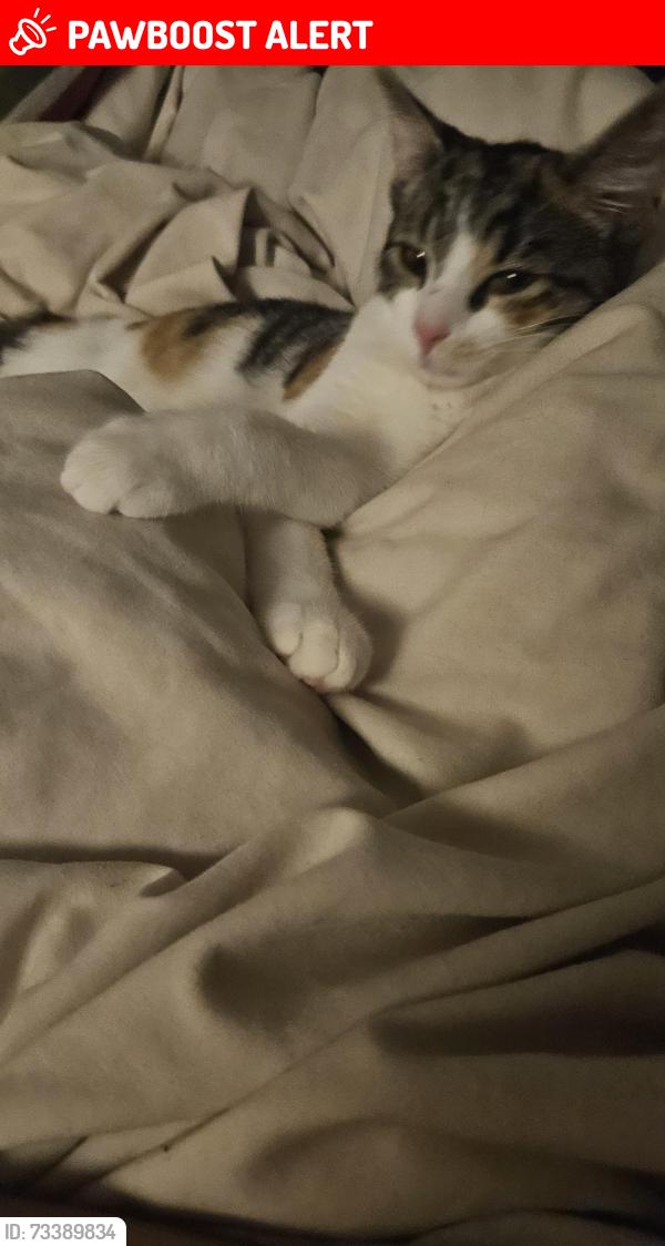 Lost Female Cat last seen hampton pool, Greater London, England TW12 2SY