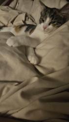 Lost Female Cat last seen hampton pool, Greater London, England TW12 2SY