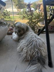 Reunited Male Dog last seen Montana Ave, Turlock Ca, Turlock, CA 95380