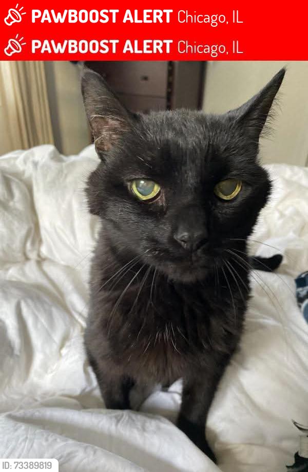 Lost Male Cat last seen N. Broadway, Buena, Montrose, Hutchinson/Cullom., Chicago, IL 60613