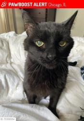 Lost Male Cat last seen N. Broadway, Buena, Montrose, Hutchinson/Cullom., Chicago, IL 60613