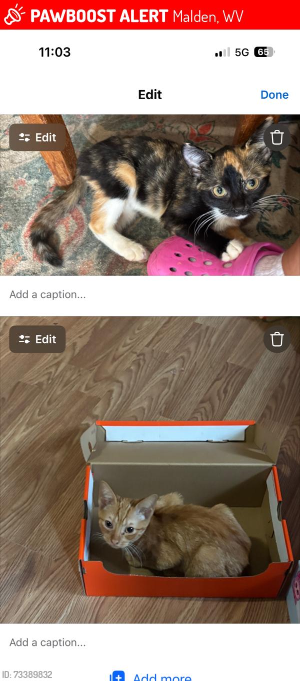 Lost Female Cat last seen Gapview Drive on Campbell's Creek, Malden, WV 25306