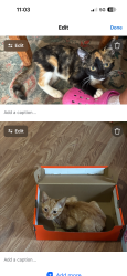 Lost Female Cat last seen Gapview Drive on Campbell's Creek, Malden, WV 25306