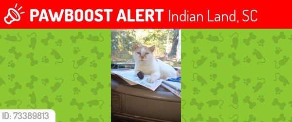 Lost Male Cat last seen Hwy 160 and 521 intersections in Indian land sc, Indian Land, SC 29707