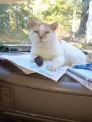 Lost Male Cat last seen Hwy 160 and 521 intersections in Indian land sc, Indian Land, SC 29707