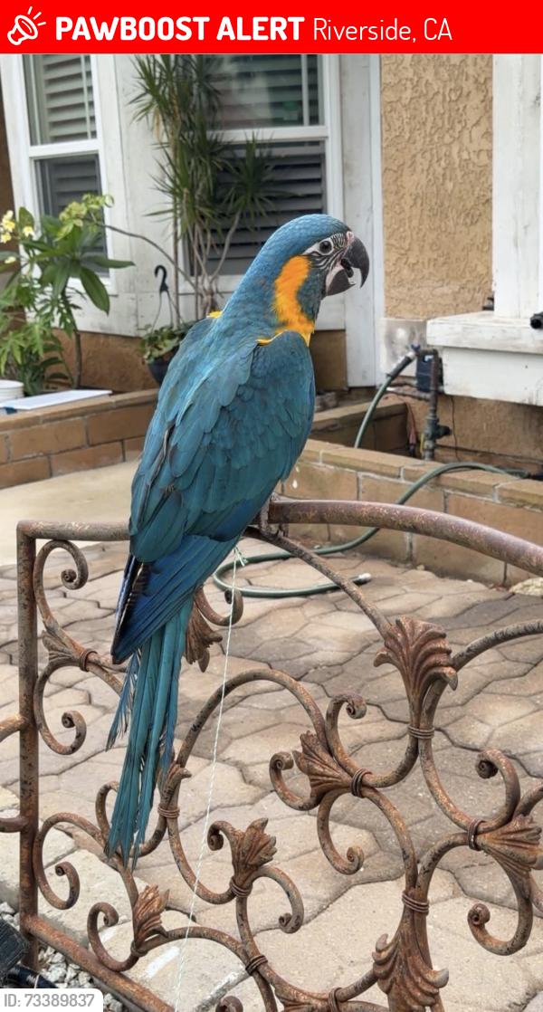 Lost Female Bird last seen La Sierra Ave / Arlington, Riverside, CA 92505