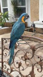 Lost Female Bird last seen La Sierra Ave / Arlington, Riverside, CA 92505