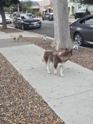 Found/Stray Female Dog last seen Willow and Santa fe, Long Beach, CA 90810