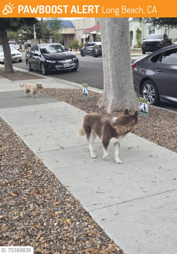 Found/Stray Female Dog last seen Willow and Santa fe, Long Beach, CA 90810