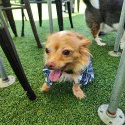Lost Male Dog last seen Woodland Rd and Tremmel, Slater-Marietta, SC 29661