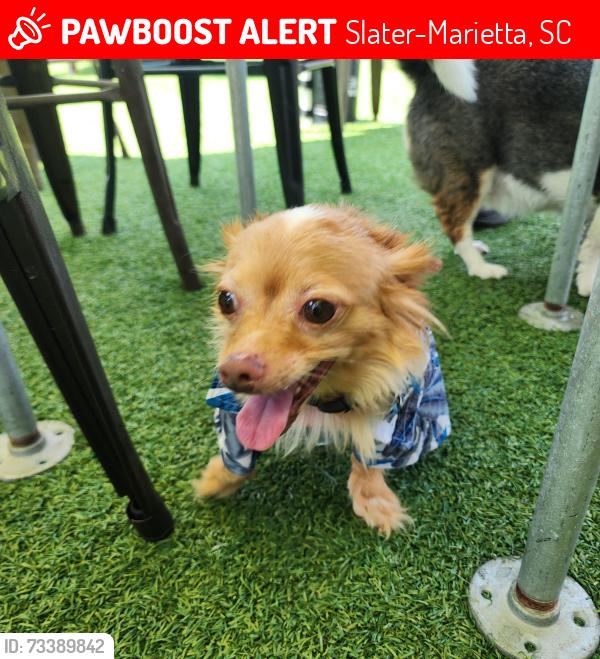Lost Male Dog last seen Woodland Rd and Tremmel, Slater-Marietta, SC 29661