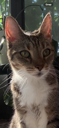 Lost Female Cat last seen Australian Rd NW, Palm Bay, FL 32907