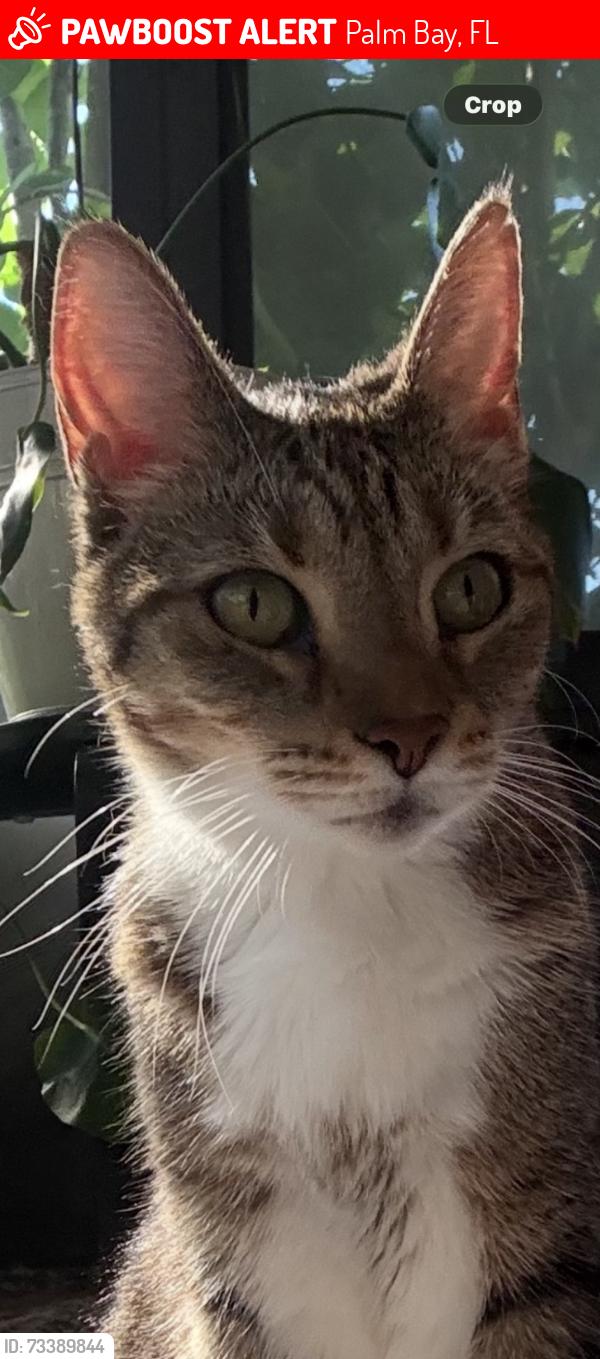 Lost Female Cat last seen Australian Rd NW, Palm Bay, FL 32907