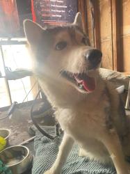 Found/Stray Female Dog last seen Quaker hill, Mississauga, ON 