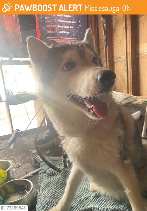 Found/Stray Female Dog last seen Quaker hill, Mississauga, ON 