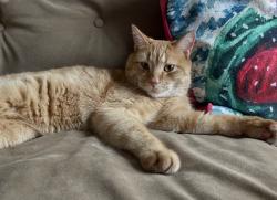 Lost Male Cat last seen Black Forest Dr Coplay PA, Lehigh County, PA 18037