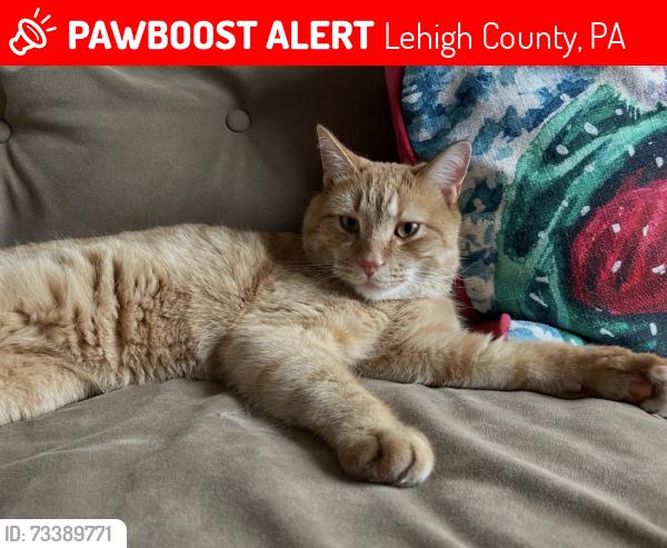 Lost Male Cat last seen Black Forest Dr Coplay PA, Lehigh County, PA 18037