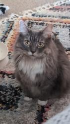 Reunited Female Cat last seen Union Street, New Street, Nazareth, Nazareth, PA 18064
