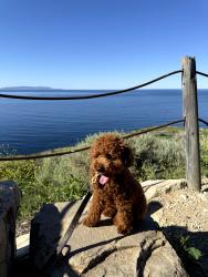 Lost Male Dog last seen Cape point dr. & Rotonda st, Rancho Palos Verdes, CA 90275