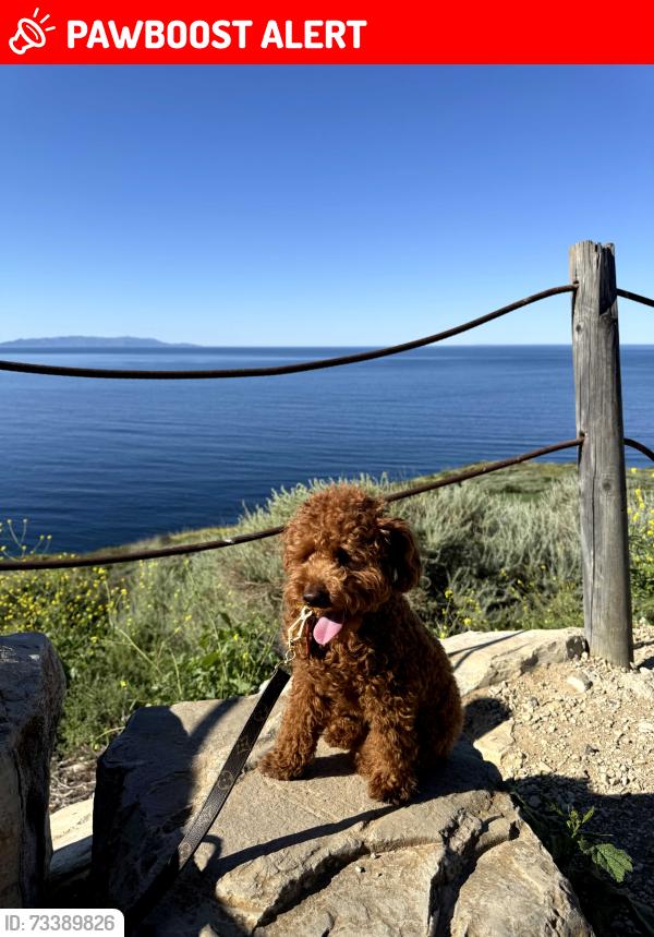 Lost Male Dog last seen Cape point dr. & Rotonda st, Rancho Palos Verdes, CA 90275