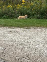 Found/Stray Unknown Cat last seen Right outside of the prairie grass at the corner of 122nd street and 2nd Ave in pleasant prairie, Pleasant Prairie, WI 53158
