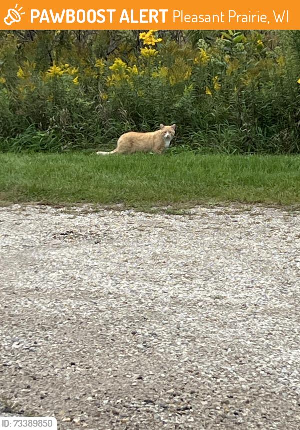 Found/Stray Unknown Cat last seen Right outside of the prairie grass at the corner of 122nd street and 2nd Ave in pleasant prairie, Pleasant Prairie, WI 53158