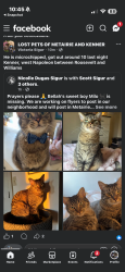 Lost Male Cat last seen Westgate subdivision, Kenner, LA 70062