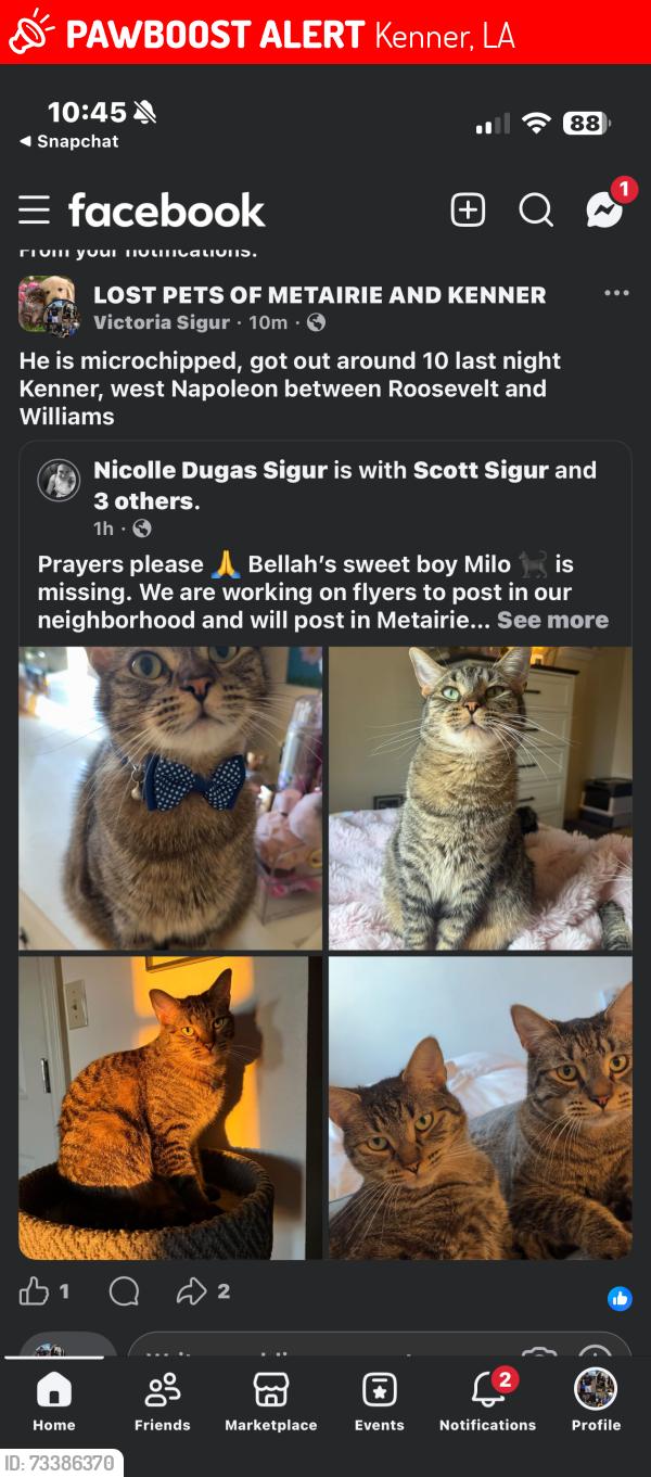 Lost Male Cat last seen Westgate subdivision, Kenner, LA 70062