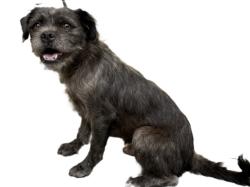 Shelter Stray Male Dog last seen , 3201 Lacy St, Los Angeles, CA 90031, USA
