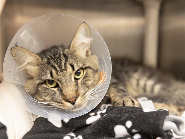 Shelter Stray Male Cat last seen 72ND AVE/BASELINE, 5501 E Van Buren St, Phoenix, AZ 85008, USA