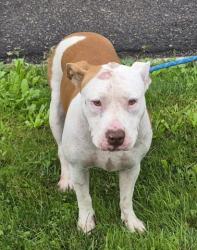 Shelter Stray Female Dog last seen Near BLOCK STAHELIN AVE, DETROIT MI 48228, 7401 Chrysler Dr, Detroit, MI 48211, USA