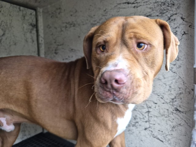 Shelter Stray Male Dog last seen Near BLOCK STAHELIN AVE, DETROIT, MI 48228, 7401 Chrysler Dr, Detroit, MI 48211, USA