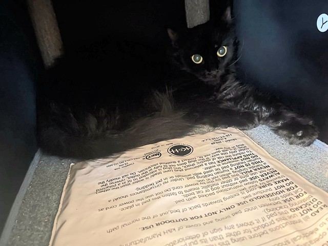 Shelter Stray Unknown Cat last seen ST PETERS, 4850 Mid Rivers Mall Dr, St Peters, MO 63376, USA