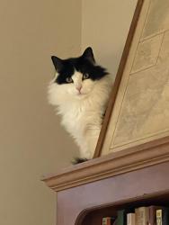 Lost Male Cat last seen Sea Road & Westen Ave, Kennebunk, ME 04043