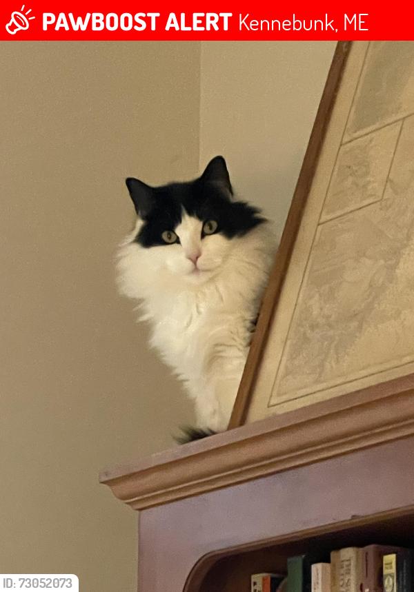 Lost Male Cat last seen Sea Road & Westen Ave, Kennebunk, ME 04043
